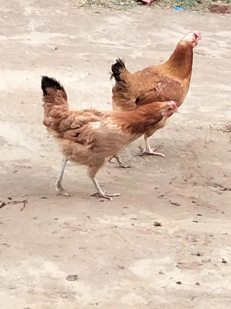 pure desi and golden msri — photo 3