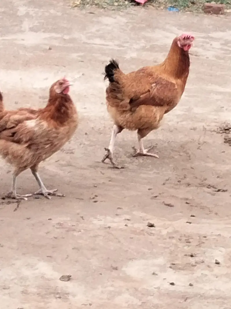 pure desi and golden msri — photo 5