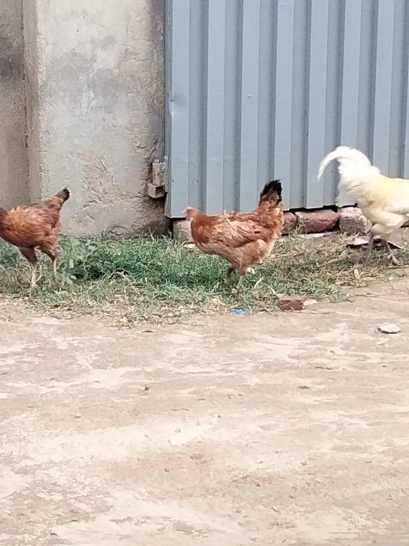 pure desi and golden msri — photo 8