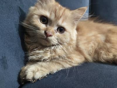 Persian cat