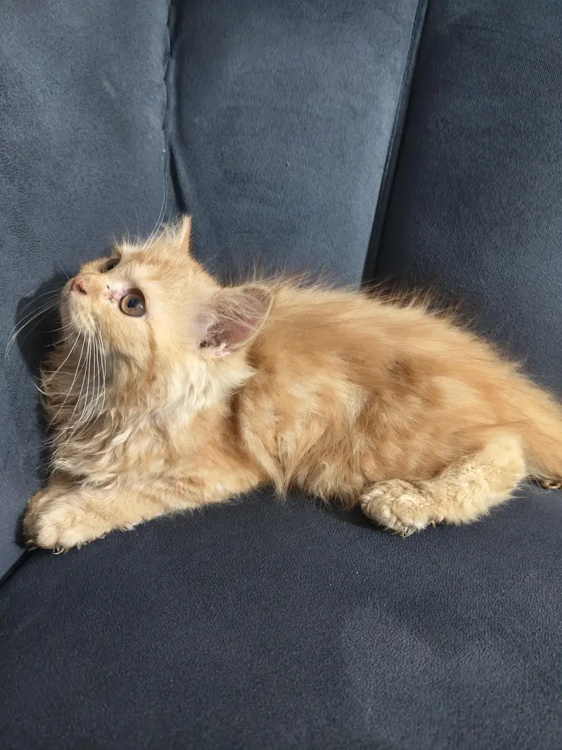 Persian cat — photo 2