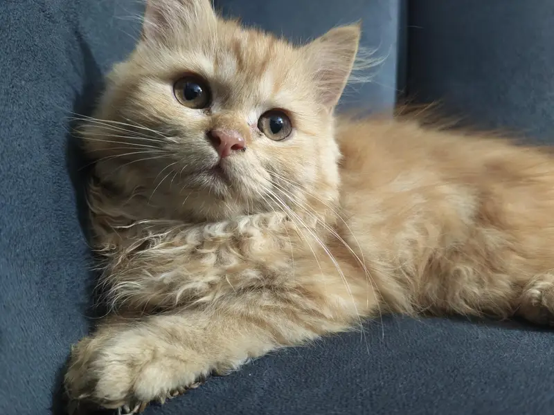 Persian cat — photo 3