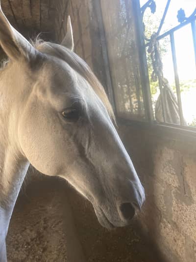 Horse