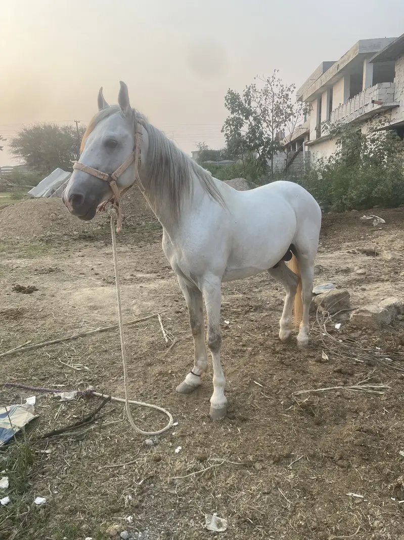 Horse — photo 3