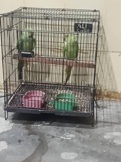 pair hai male female abi bachy age 3 month