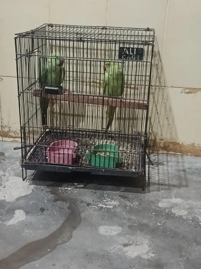 pair hai male female abi bachy age 3 month — photo 7