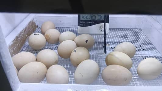 WATERPROOF INCUBATOR