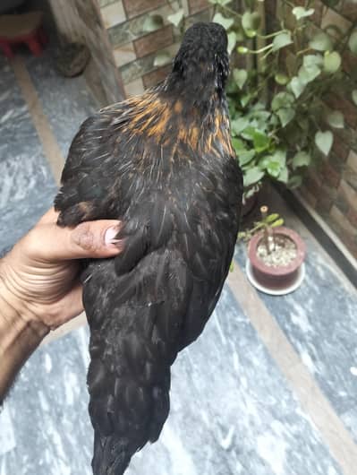 Desi chick hen