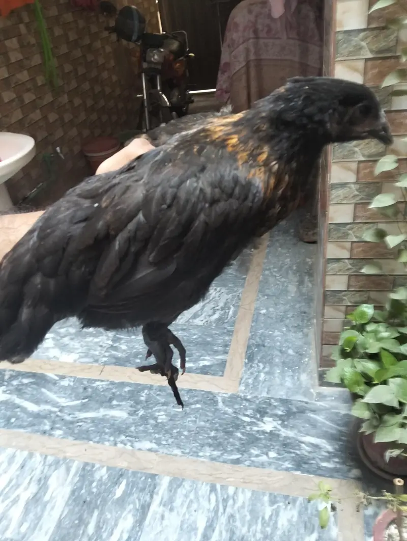 Desi chick hen — photo 2
