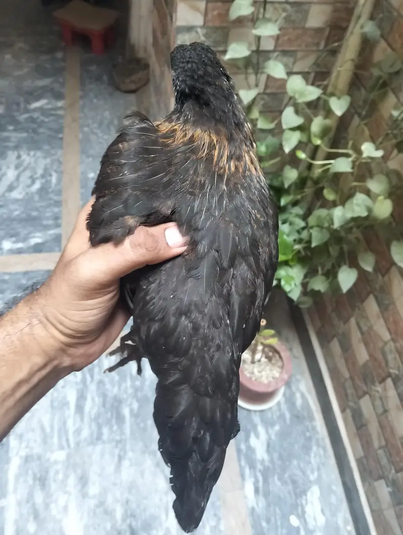 Desi chick hen — photo 3