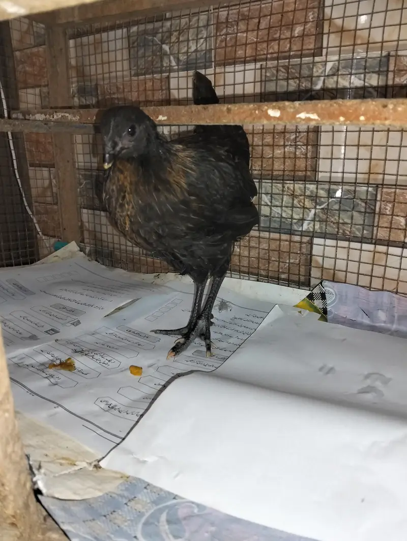 Desi chick hen — photo 4