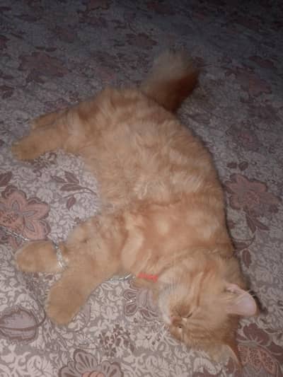 golden clor male double kote