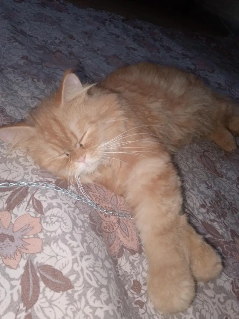 golden clor male double kote — photo 2