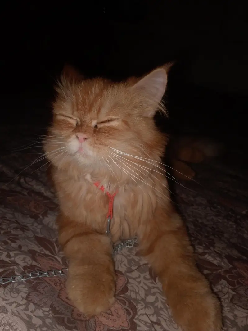 golden clor male double kote — photo 3