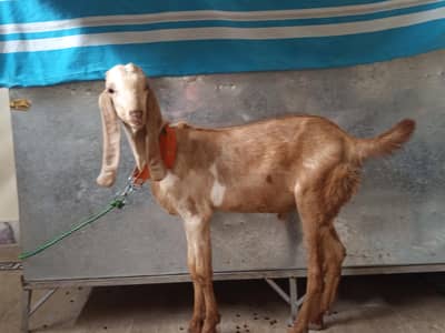 goat male