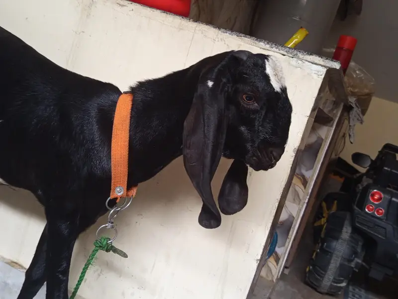 goat male — photo 2