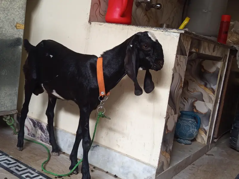 goat male — photo 3