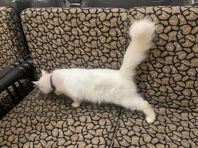 persian cat for sale