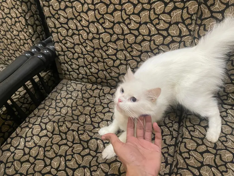persian cat for sale — photo 2