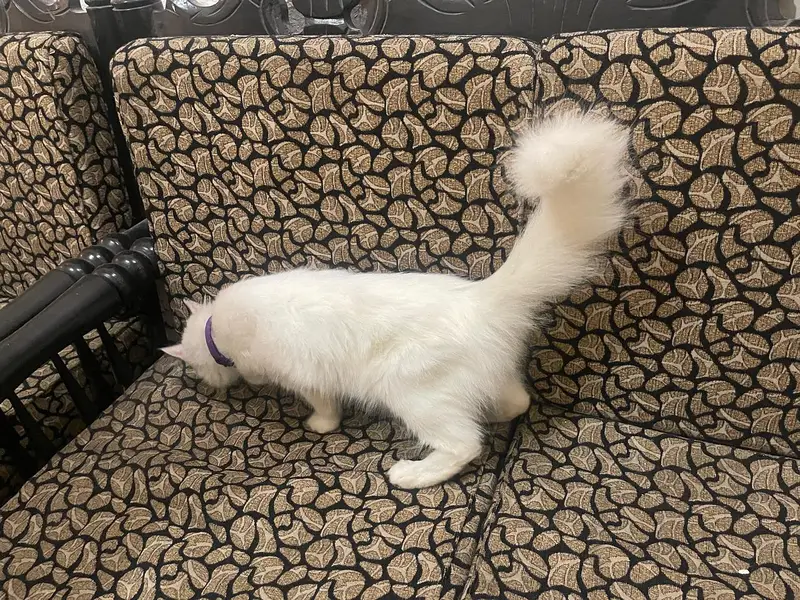 persian cat for sale — photo 3