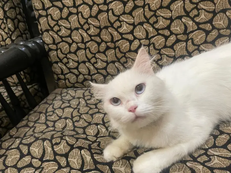persian cat for sale — photo 4