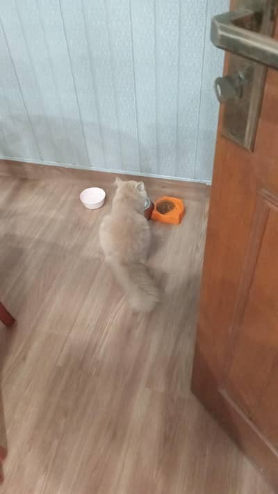 cat for sale