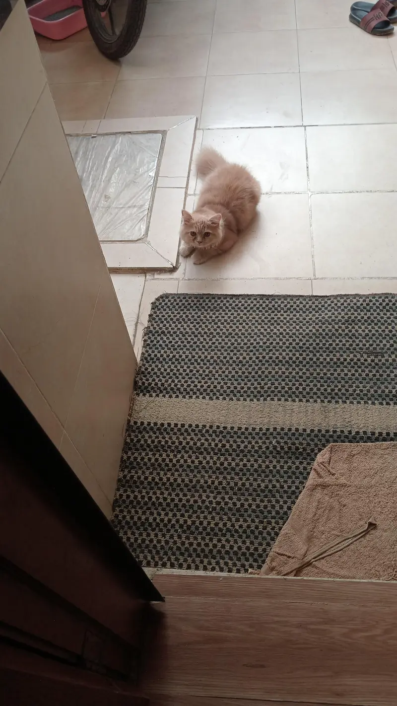 cat for sale — photo 2