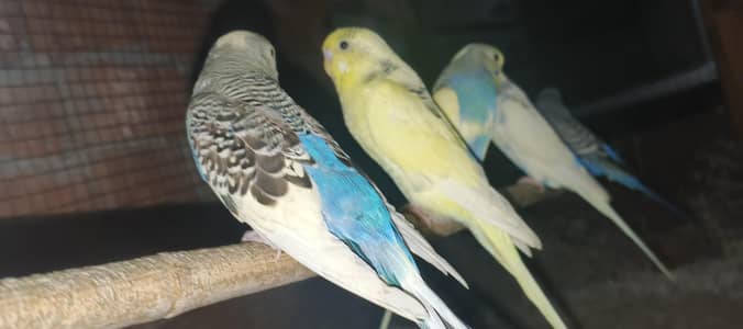 Australian birds for sale