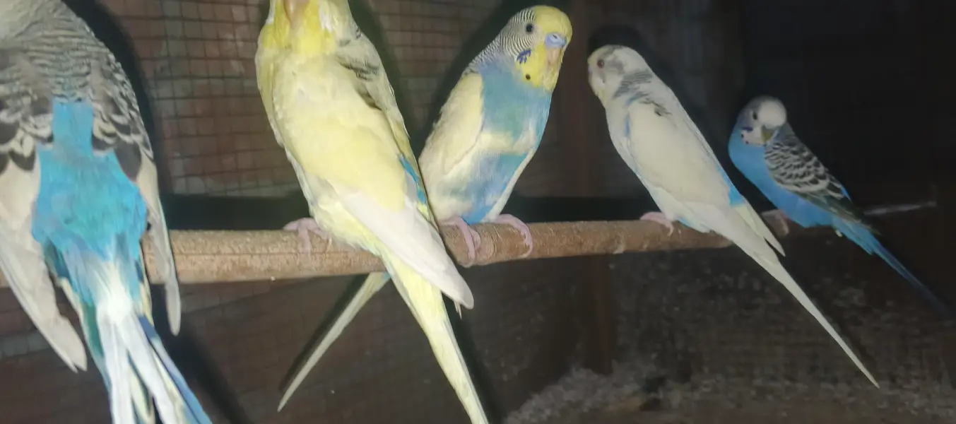 Australian birds for sale — photo 2