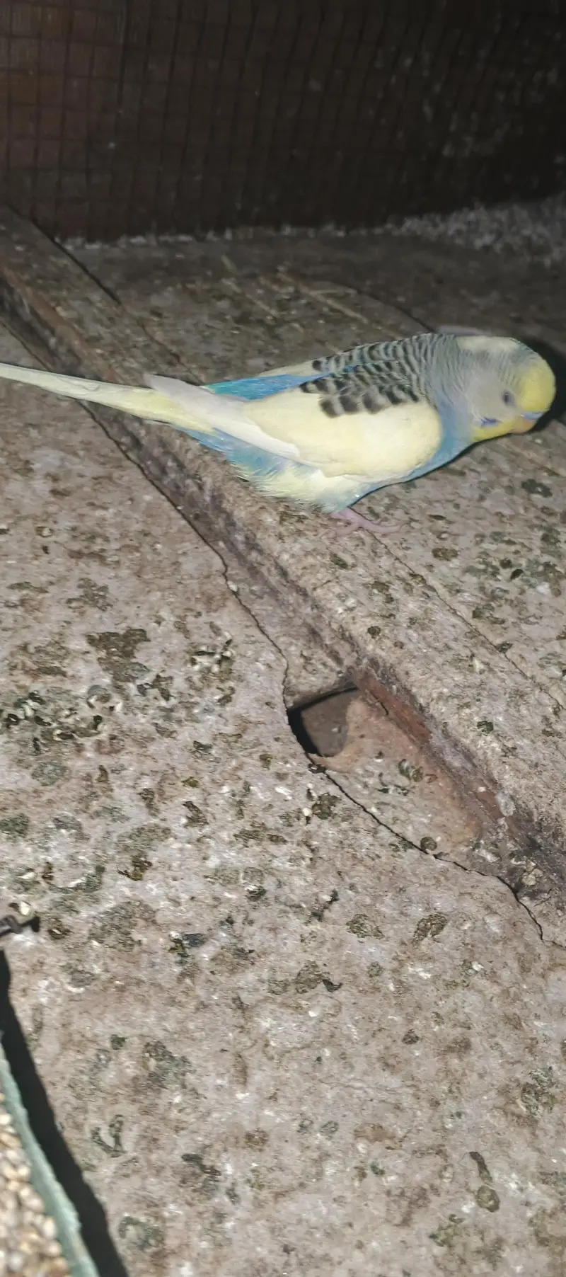 Australian birds for sale — photo 3