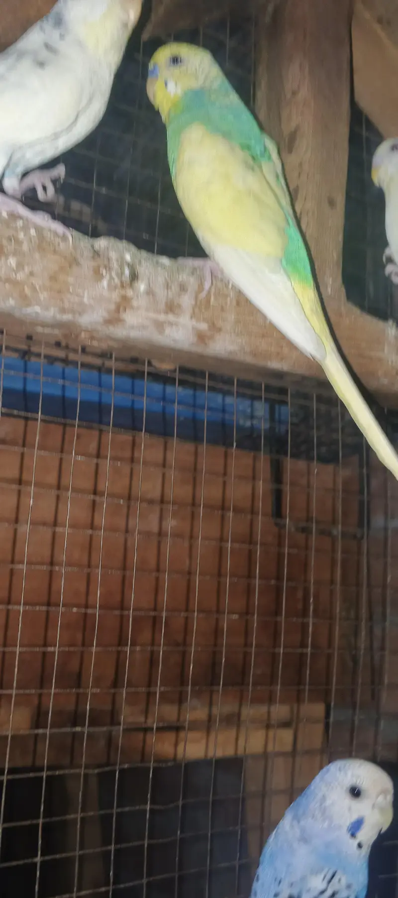 Australian birds for sale — photo 4