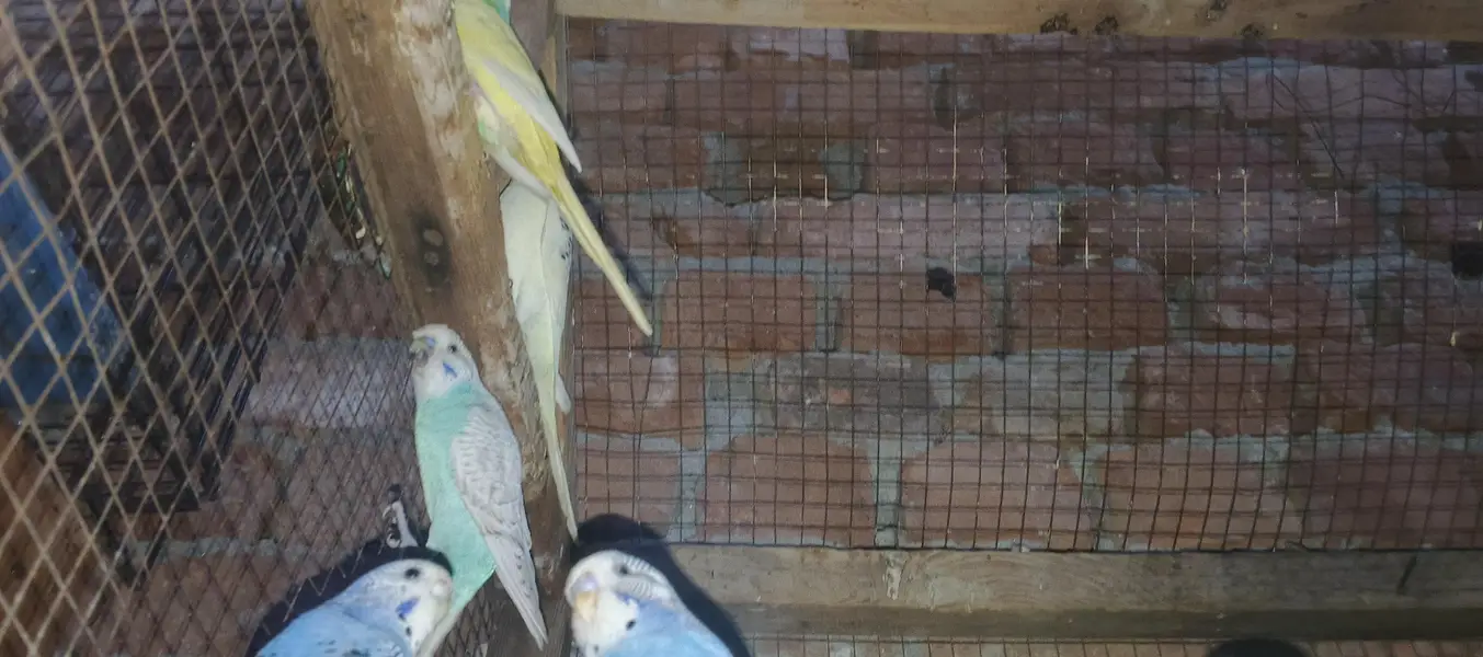 Australian birds for sale — photo 5