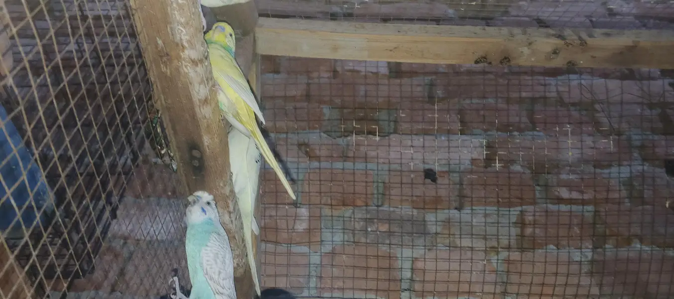 Australian birds for sale — photo 6