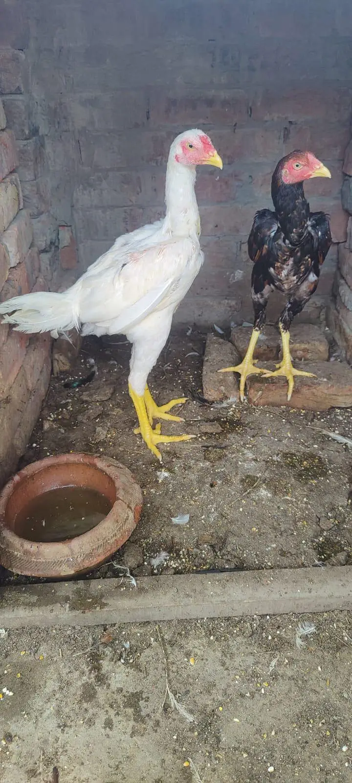 one heera and one lakha putha — photo 4