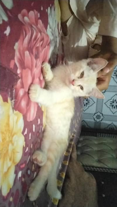 domestic shorthair cat