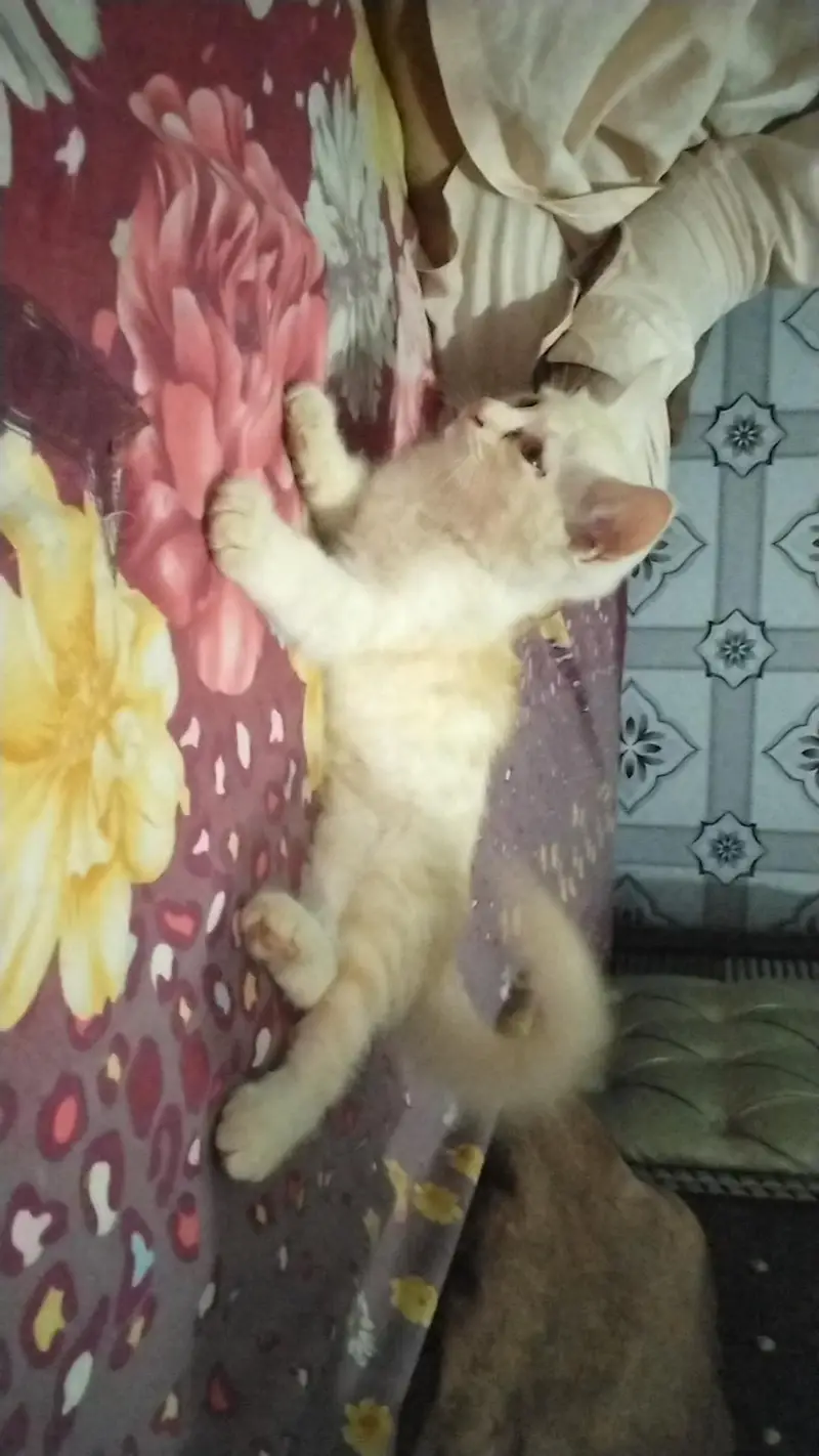 domestic shorthair cat — photo 4