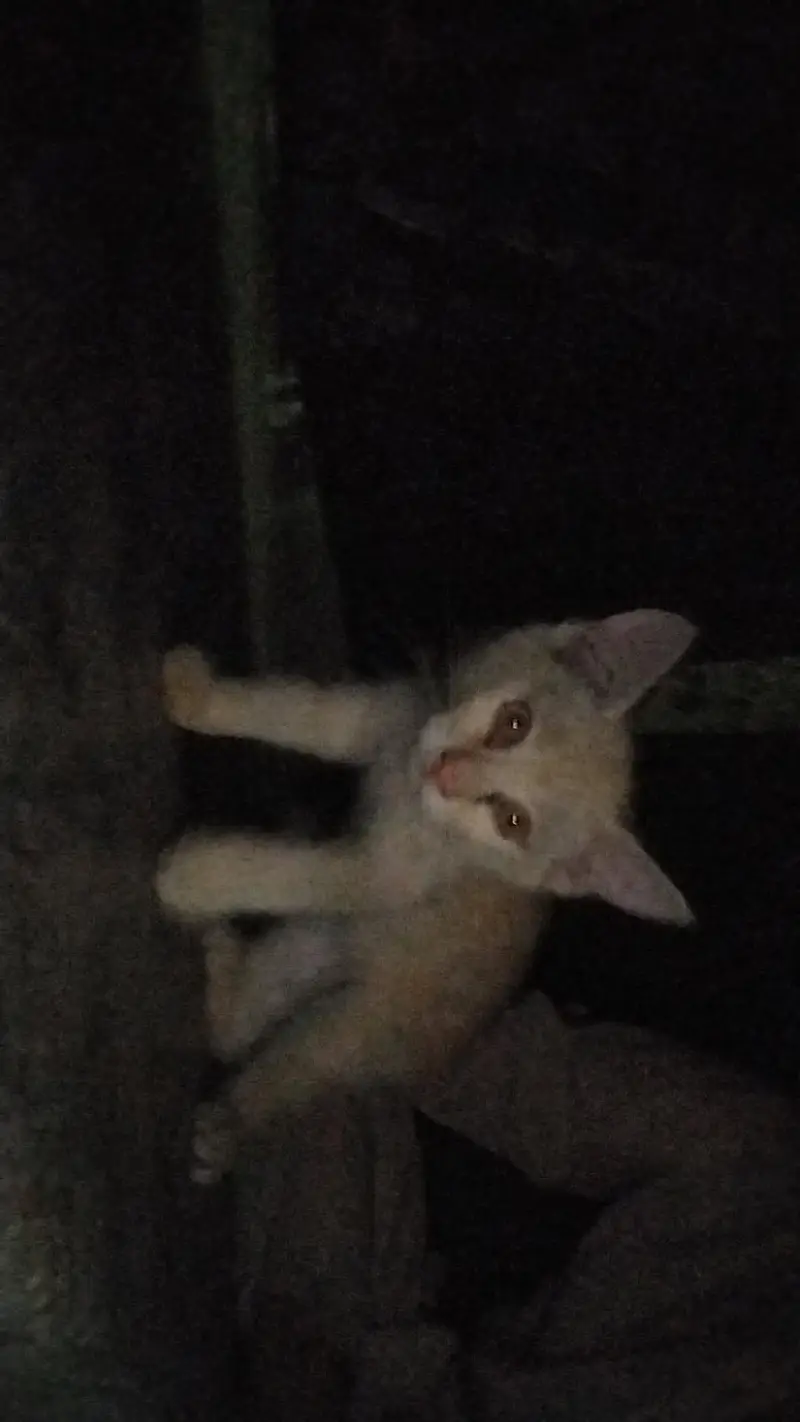 domestic shorthair cat — photo 5