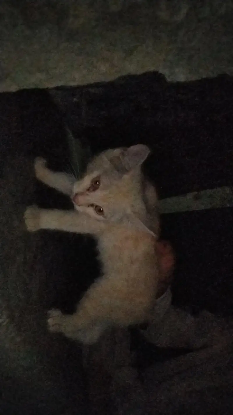 domestic shorthair cat — photo 6