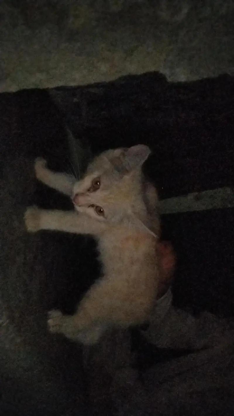 domestic shorthair cat — photo 9