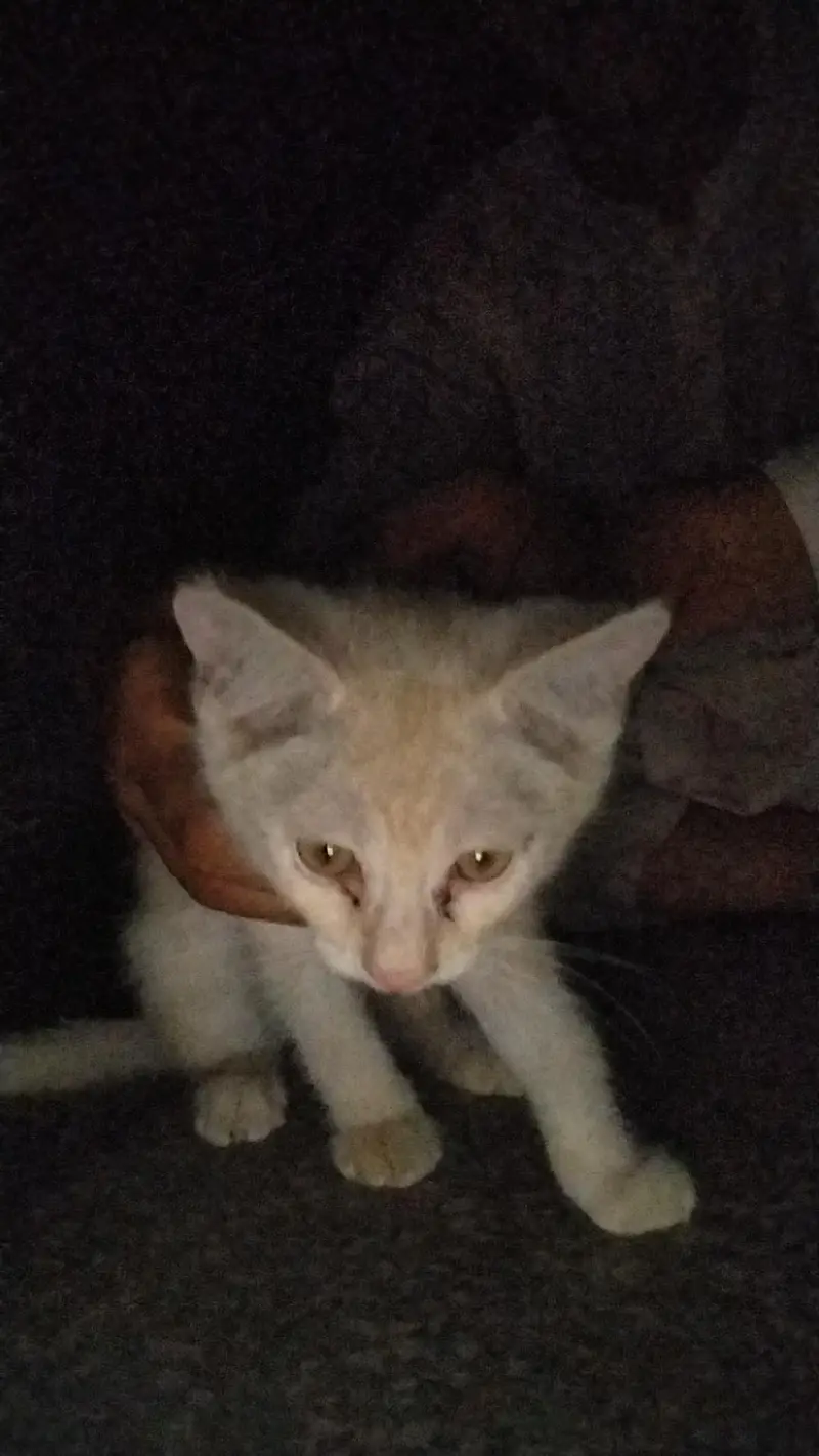 domestic shorthair cat — photo 10