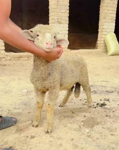 longtail merino full Gulabi