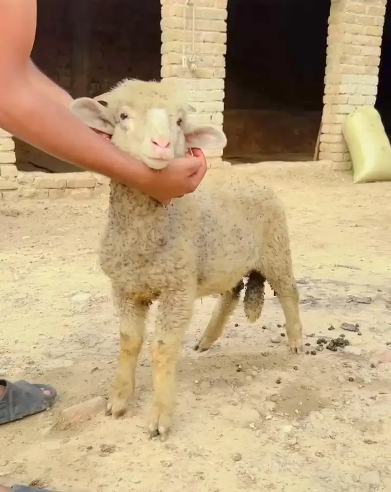 longtail merino full Gulabi