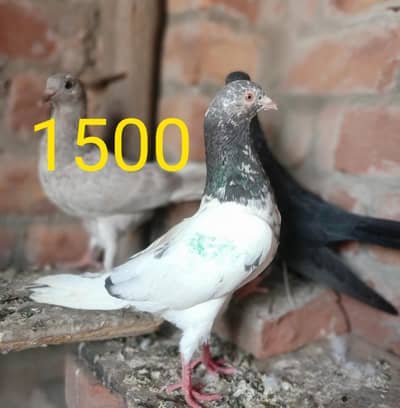 other pigeon 3 total fees