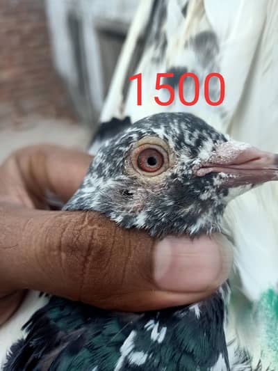 other pigeon 3 total fees