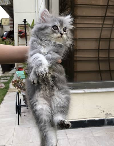 Male kitten