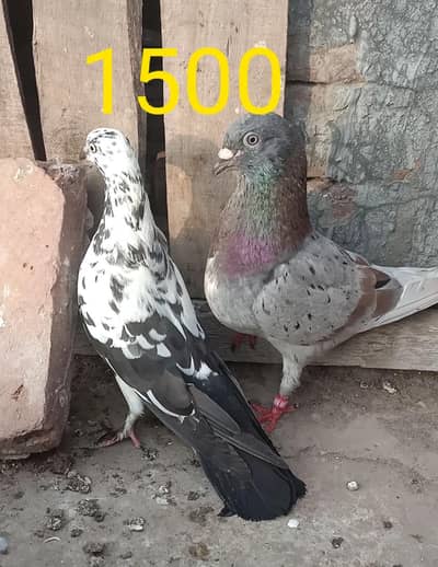 other pigeon 3 total fees