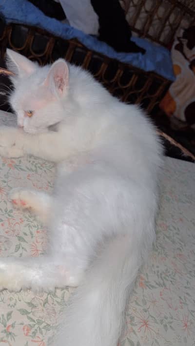 Persian cat white | rs 6000