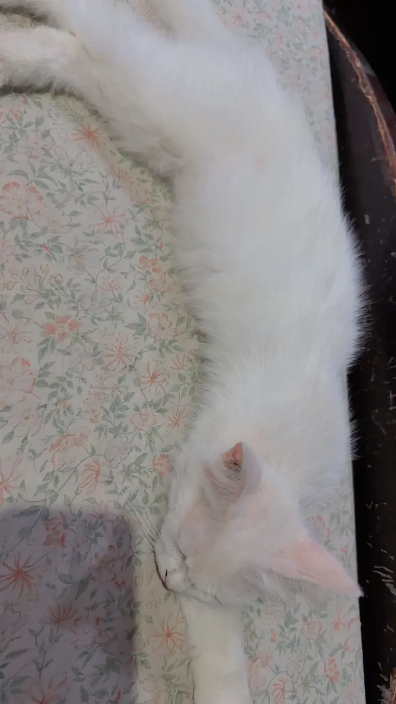 Persian cat white | rs 6000 — photo 2