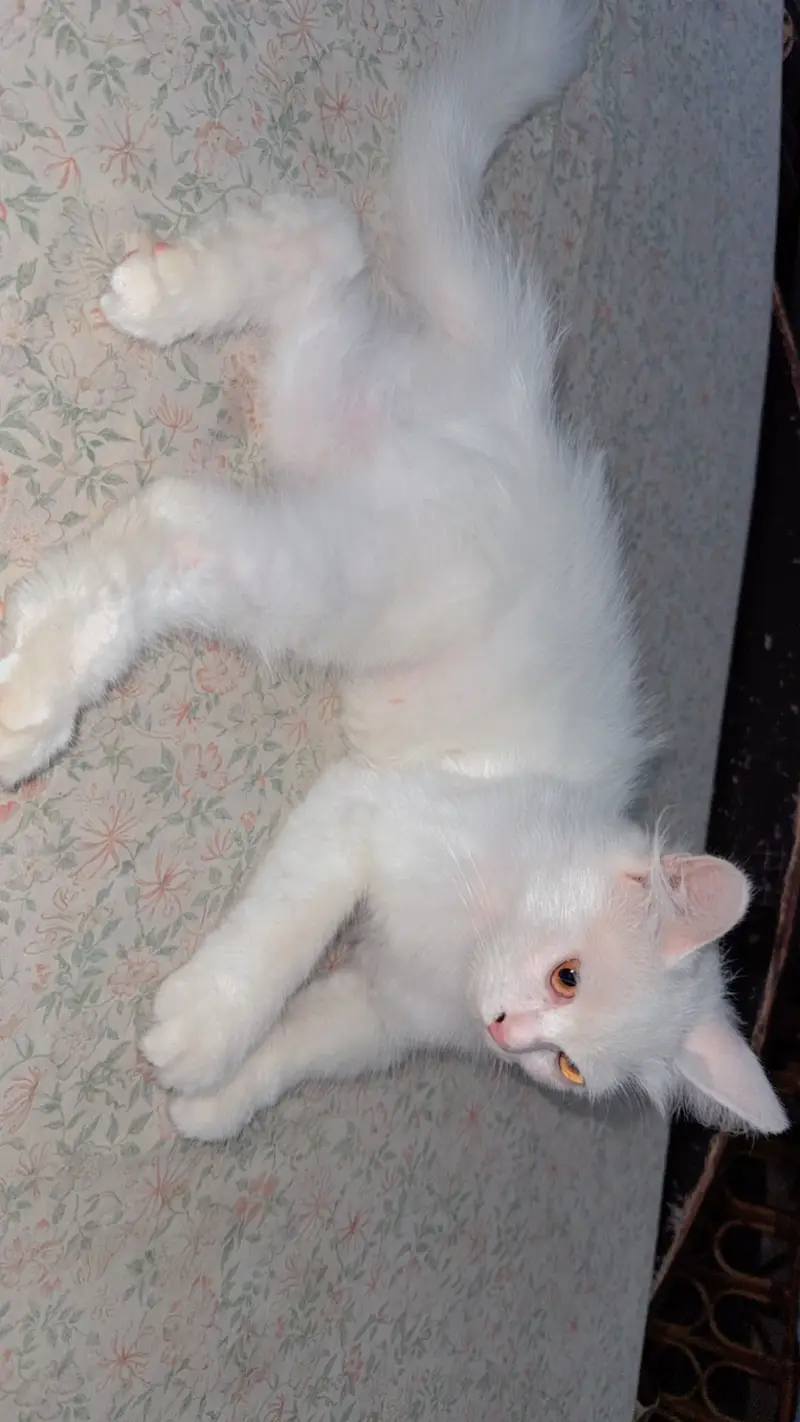 Persian cat white | rs 6000 — photo 3