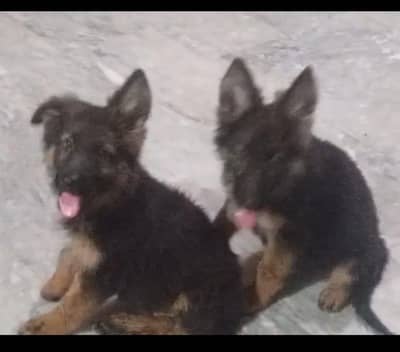 German shepherd long coat puppies 03487559488